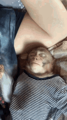 Monkey Chilling GIF - Monkey Chilling Sleeping GIFs