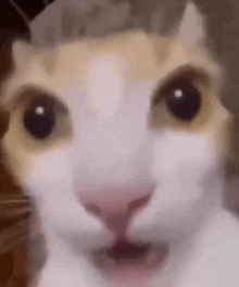 a close up of a cat 's face making a funny face .