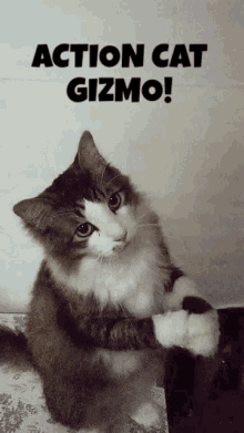 Ragdoll Cat Action Cat Gizmo GIF - Ragdoll Cat Action Cat Gizmo GIFs