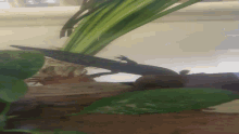 a lizard is crawling on a plant in a tank of water