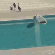 Shark Pool GIF - Shark Pool Dog GIFs