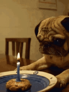 Birthday Dogs GIF - Birthday Dogs Cupcake GIFs