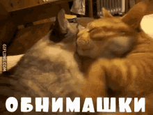обнимашки любовь котики мило прелесть кот кошка GIF - Obnimashki Milo Kotiki GIFs