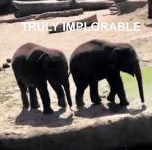 Truly Implorable Truly GIF - Truly Implorable Truly Implorable GIFs