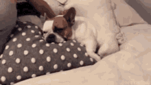 Puppy Sleeping GIF - Puppy Sleeping Tired GIFs
