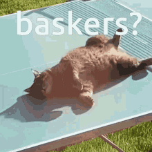 Baskers Cat GIF - Baskers Cat GIFs