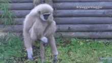 Gibbon Wiggle GIF - Gibbon Wiggle Monkey GIFs