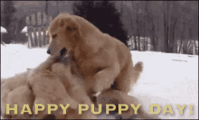 Happy Puppy Day GIF