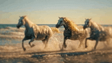 Horses Beach GIF - Horses Beach Gallop GIFs