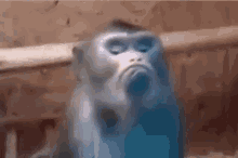 Grumpy Monkey GIF