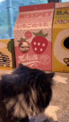 cat milk carton strawberry cheese weird cat