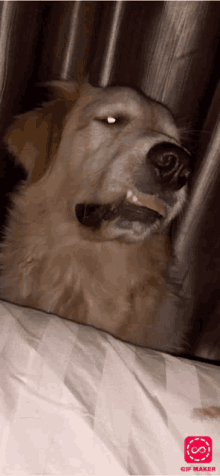 a dog laying on a bed with a gif maker app on the bottom