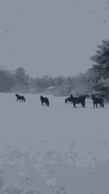 Horse Snow GIF - Horse Snow GIFs