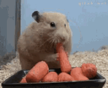Hamster Eating GIF - Hamster Eating Toomuch GIFs