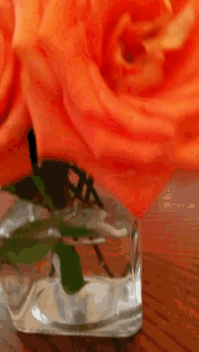 Orange Roses GIF