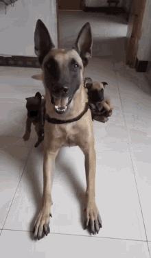 dog sit pose puppy animal