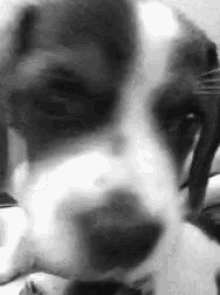 a black and white photo of a dog 's face looking at the camera .