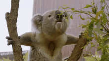 Screech National Geographic GIF - Screech National Geographic Secrets Of The Zoo Down GIFs
