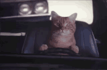 運転　うんてん　猫　ドライブ GIF - Drive Driving Cat GIFs