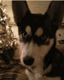 What Confused GIF - What Confused Husky GIFs