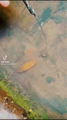 a person is splashing water on a rock in a pond .