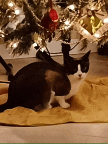 Merry Christmas Kitty GIF