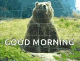 a bear is sitting in front of a fence with the words `` good morning '' written below it .