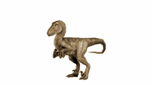 Velociraptor 3d GIF - Velociraptor Raptor 3d GIFs