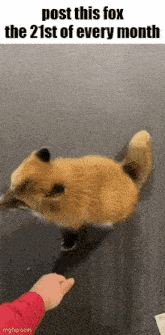 a picture of a fox with the words post this fox the 21st of every month