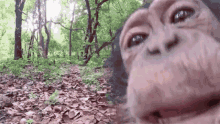 Monkey Licking Camera GIF - Monkey Licking Camera Funny Animals GIFs