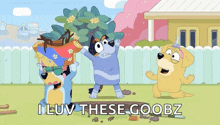 Bluey Bandit GIF