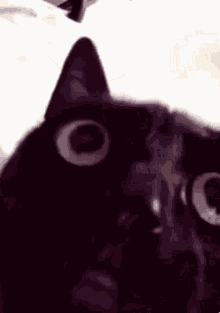 a close up of a black cat 's face with a white background .