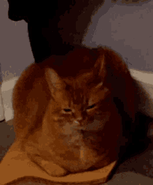 a cat is laying on a piece of cardboard on the floor .