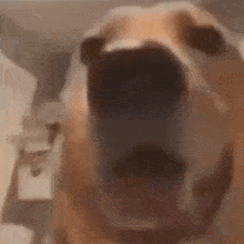 Screaming Dog GIF - Screaming Scream Dog GIFs