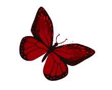 red monarch