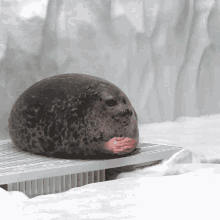 Seal Waiting GIF - Seal Waiting Patient GIFs