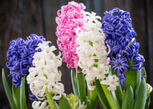 Hyacinth GIF - Hyacinth GIFs