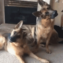 Confused Dogs GIF - Confused Dogs What GIFs