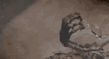 a skeleton is laying on the ground with blood coming out of it 's head .