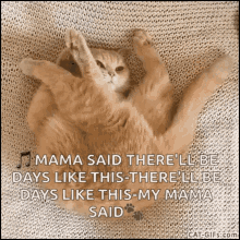 Tired Lazy Cats GIF - Tired Lazy Cats Funny GIFs