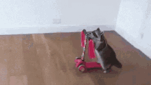 Raccoon Scooter GIF - Raccoon Scooter Flipped GIFs