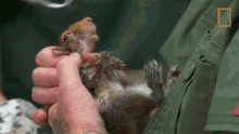 baby squirrel tom cronenwett exotic animal er holding a squirrel cute