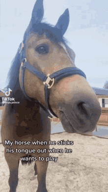 horse sticking