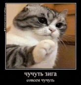 a picture of a cat in a frame with a caption in russian