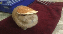 a rabbit is wearing a pancake on its head .