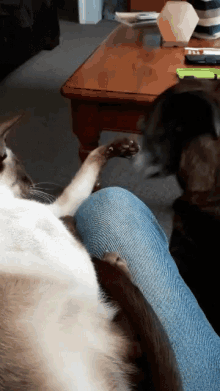 Rastusjoey Cute Dog GIF - Rastusjoey Cute Dog Cat And Dog GIFs