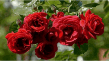 Mothers Day Roses GIF - Mothers Day Roses Happy Mothers Day GIFs