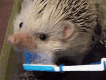 Hedgehog Brush GIF