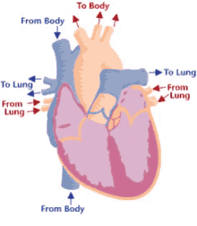 Heartbeat Circulatory GIF - Heartbeat Circulatory Cardiovascular GIFs