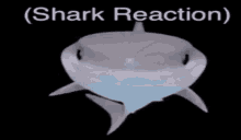 Shark Shark Reaction GIF - Shark Shark Reaction Smile GIFs